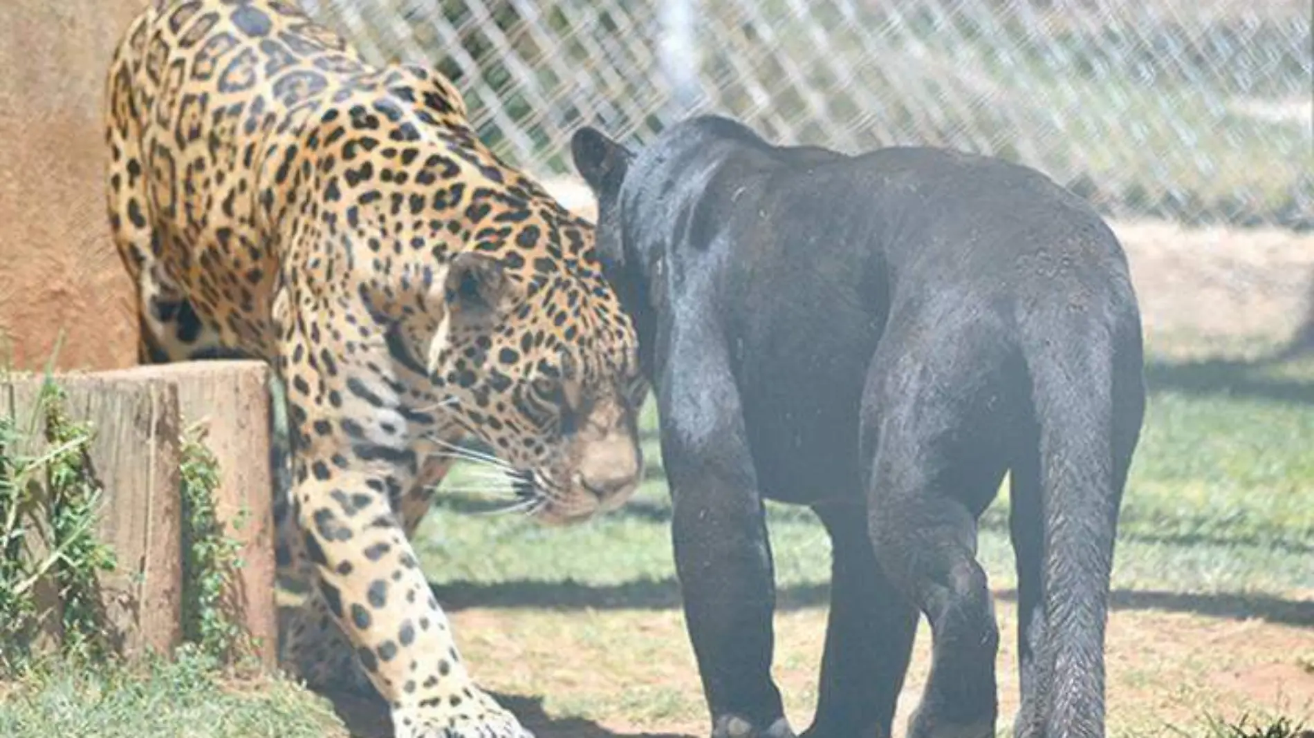 Jaguares - Javier Cruz